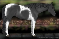 Horse Color:Black Tobiano 