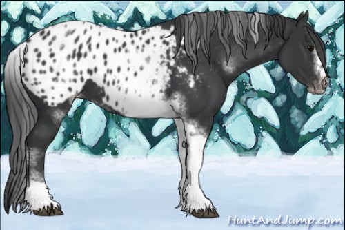 Horse Color:White Spotted Black Splash Tobiano Frame Appaloosa 