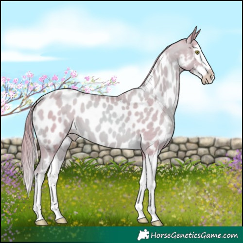Horse Color:Watercolor Gold Champagne Splash Near Leopard 
