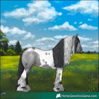 Horse Color:Grullo Chinchilla Tobiano