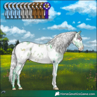 Horse Color:Watercolor Silver Brown Chinchilla Splash Tobiano Appaloosa Rabicano