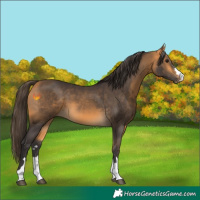 Horse Color:Buckskin 