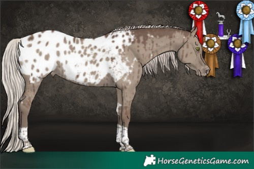 Horse Color:White Spotted Silver Grullo Tobiano Blanket Brindle