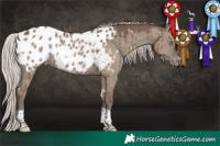 Horse Color:White Spotted Silver Grullo Tobiano Blanket Brindle