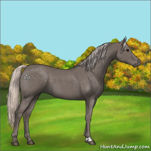 Horse Color:Silver Blue Roan 