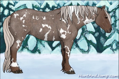 Horse Color:Unknown 