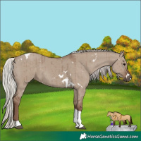 Horse Color:White Spotted Silver Grullo Tobiano Brindle 