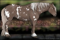 Horse Color:White Spotted Silver Blue Roan 
