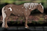 Horse Color:White Spotted Silver Black 