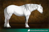 Horse Color:Gray White Spotted Liver Chestnut