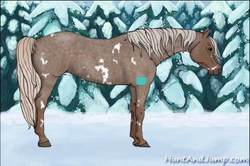 Horse Color:White Spotted Silver Blue Roan 