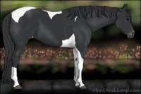 Horse Color:Black Tobiano Appaloosa 