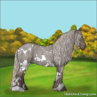Horse Color:White Spotted Silver Blue Roan 