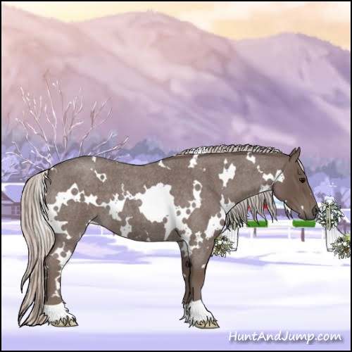 Horse Color:White Spotted Silver Blue Roan 