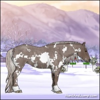 Horse Color:White Spotted Silver Blue Roan 