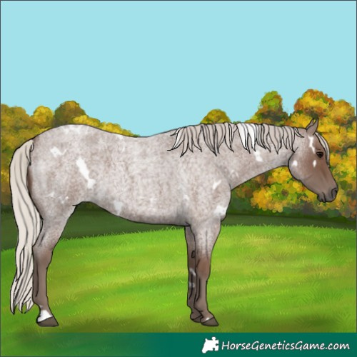 Horse Color:White Spotted Silver Blue Roan 