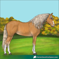 Horse Color:Palomino