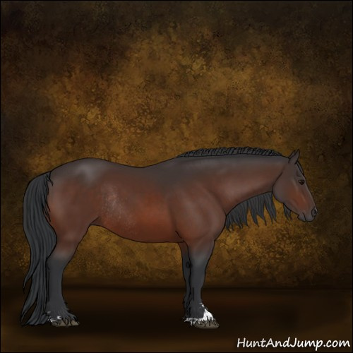 Horse Color:Bay Sabino Rabicano 