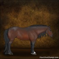 Horse Color:Bay Sabino Rabicano 