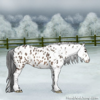 Horse Color:Brown Dun Sabino Appaloosa 