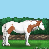 Horse Color:Silver Bay Splash Tobiano Rabicano 