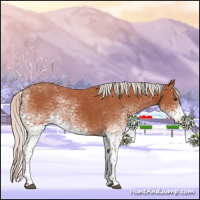 Horse Color:White Spotted Silver Bay Sabino Rabicano 