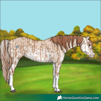 Horse Color:Red Dun Splash and Gold Champagne Dun Splash