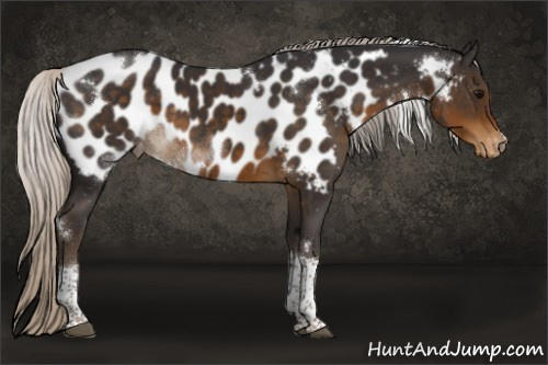 Horse Color:White Spotted Silver Smoky Black Tobiano Appaloosa 