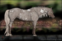 Horse Color:White Spotted Silver Blue Roan 