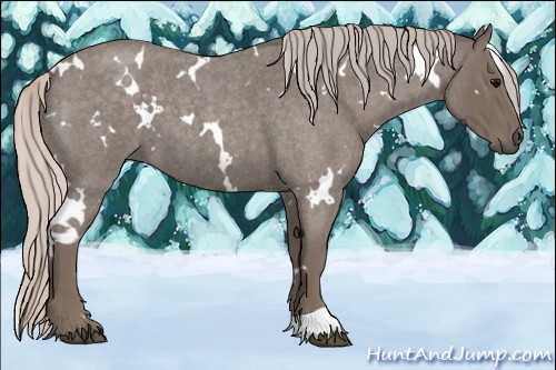 Horse Color:White Spotted Silver Blue Roan 