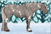 Horse Color:White Spotted Silver Blue Roan 