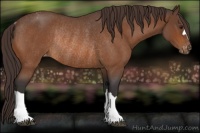 Horse Color:Buckskin Roan Varnish Rabicano 
