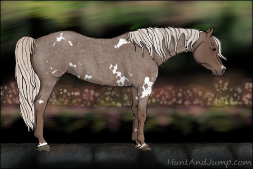 Horse Color:White Spotted Silver Blue Roan