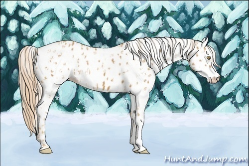 Horse Color:Palomino Appaloosa  and White Spotted Palomino Appaloosa 