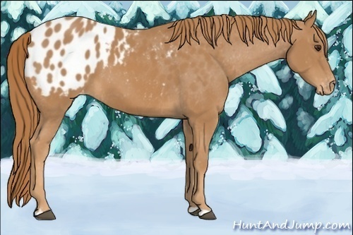 Horse Color:Chestnut Appaloosa 