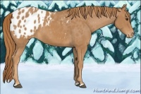 Horse Color:Chestnut Appaloosa