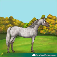 Horse Color:White Spotted Silver Blue Roan 