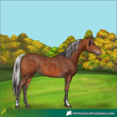 Horse Color:Bay Rabicano  and Silver Bay Rabicano 