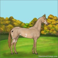 Horse Color:White Spotted Red Roan 