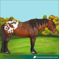 Horse Color:Bay Appaloosa 