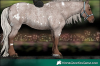 Horse Color:White Spotted Silver Blue Roan 