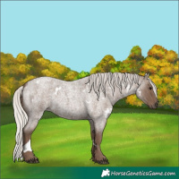 Horse Color:White Spotted Silver Blue Roan 
