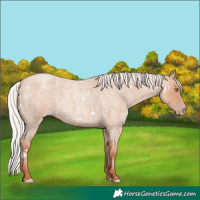 Horse Color:White Spotted Silver Classic Champagne Roan 