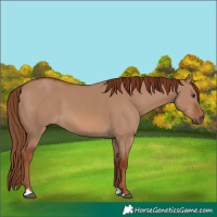 Horse Color:Red Dun 