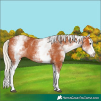 Horse Color:White Spotted Silver Bay Splash 