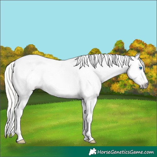 Horse Color:Gray Silver Amber Cream Champagne Roan Dun Splash Tobiano Frame Appaloosa Rabicano 