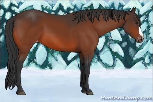 Horse Color:Bay Varnish 