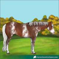 Horse Color:White Spotted Silver Bay Splash 