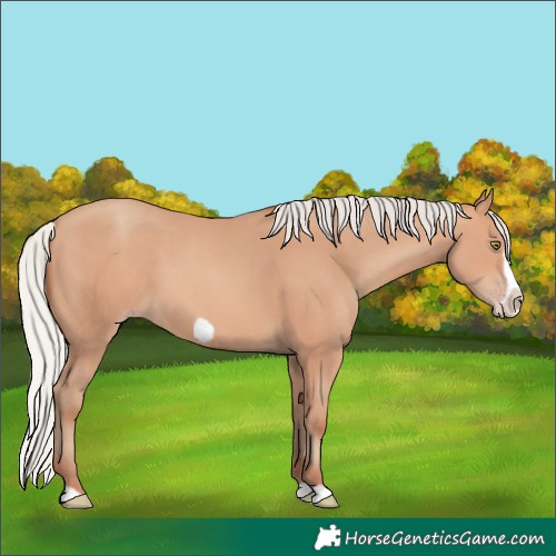 Horse Color:Silver Amber Champagne Frame 