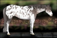 Horse Color:Platinum Liver Chestnut Sabino Near Leopard 